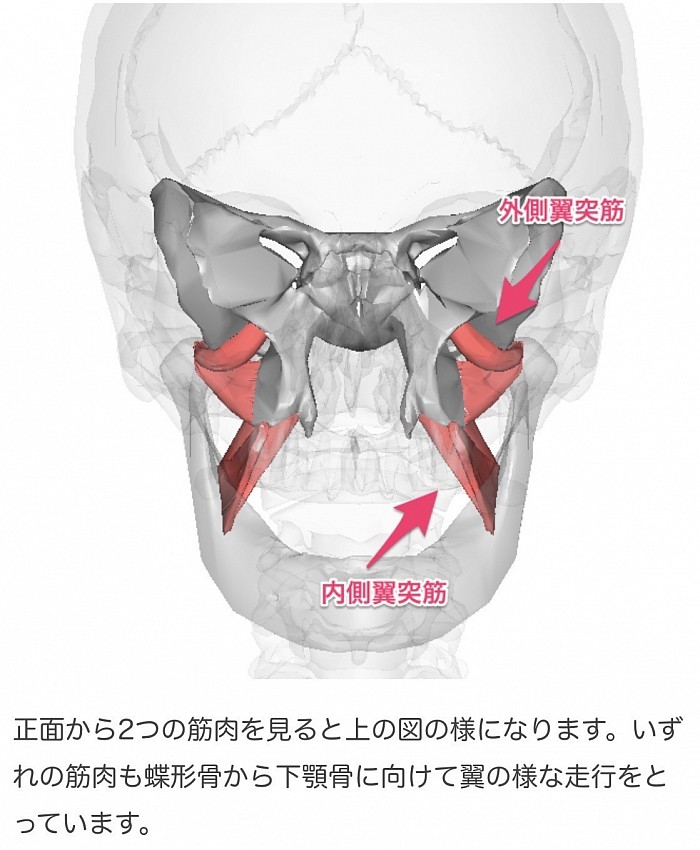 脳　顎関節　口を開ける　痛い　左右に動かす　歯ぎしり　噛み合わせ