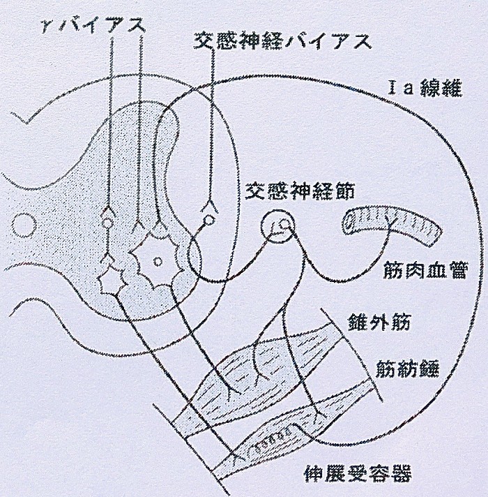 肩こりと交感神経系の関連