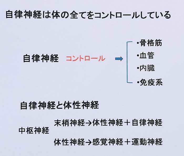 自律神経の仕組み